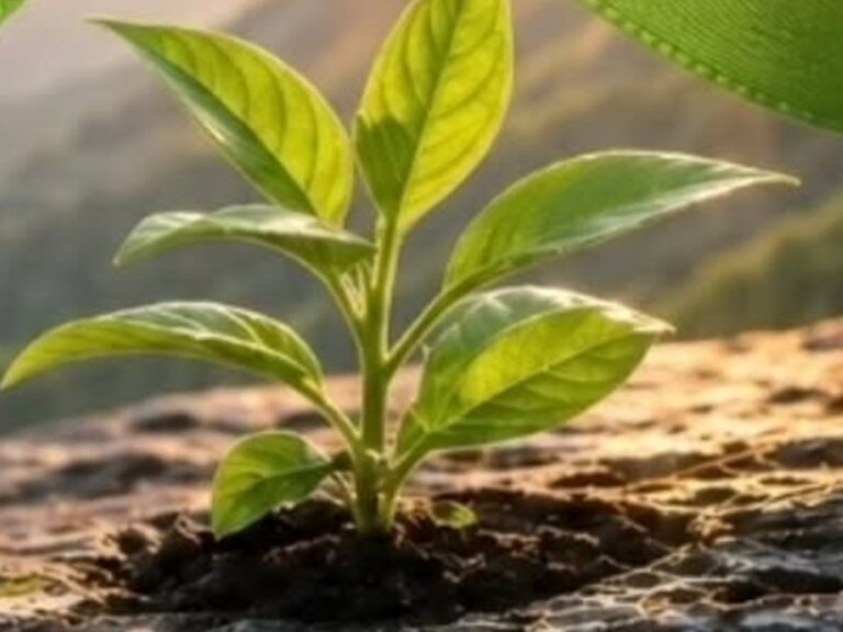 A green sapling growing from rock at sunrise
